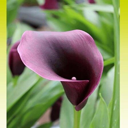 Calla Lily Outback Zantedeschia Gala Çiçeği Soğanı (1 Adet)