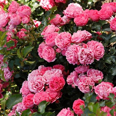 Tüplü Katmerli Moin Moin Pembe Renkli Yediveren Gül Fidanı