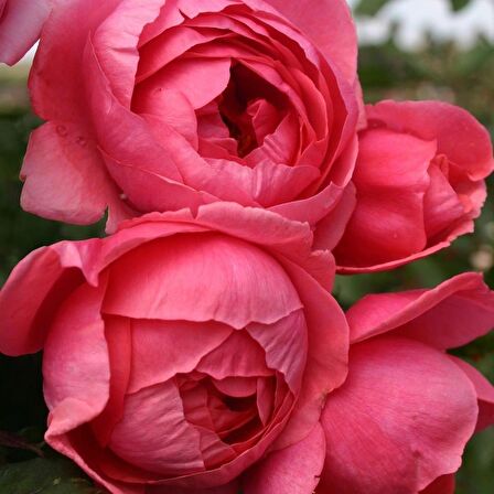 Tüplü Kokulu Gartenprinzessin M.J Koyu Pembe Yediveren Gül Fidanı