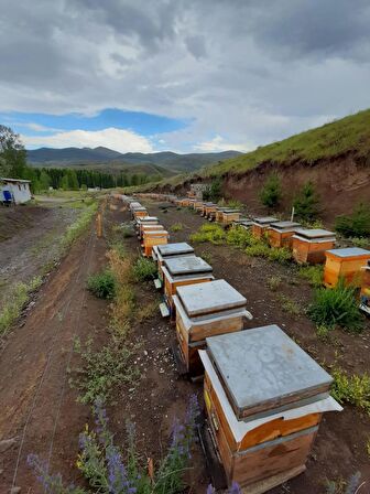 BEETOPİA ORGANİK YÜKSEK RAKIM YAYLA ÇİÇEK BALI