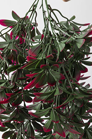 Yapay Sarmaşık Şeflore Uv Korumalı Yeşil Pembe 80 Cm 5 Dal