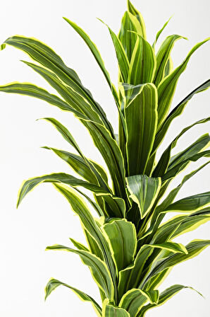Yapay Dracaena Fragrans Ağacı 100 Cm Gri Küre Saksı