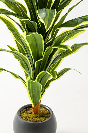 Yapay Dracaena Fragrans Ağacı 100 Cm Gri Küre Saksı