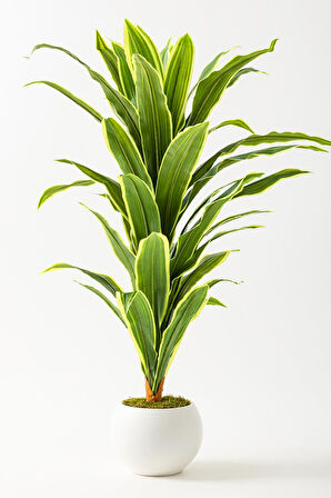 Yapay Dracaena Fragrans Ağacı 100 Cm Beyaz Küre Saksı
