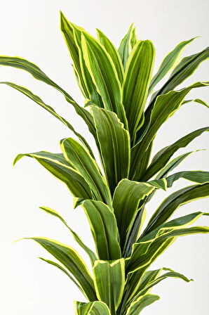 Yapay Dracaena Fragrans Ağacı 100 Cm Beyaz Küre Saksı