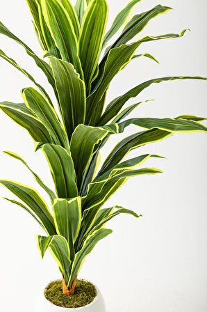 Yapay Dracaena Fragrans Ağacı 100 Cm Beyaz Küre Saksı