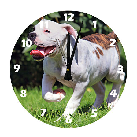 Tİ-PLAY BULDOG 30X30CM AKRİLİK DEKORATİF MODERN DUVAR SAATİ