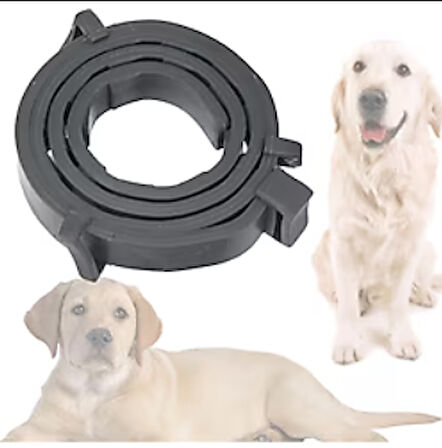 Mucit Home Köpek Pire ve Bit Kovucu Engelleyeci Tasma Boyunluk 62 cm