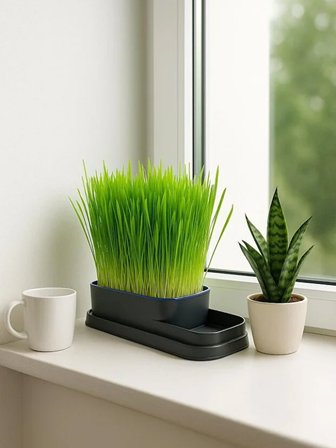 Mucit Home Topraksız Doğal Kedi Çim Yetiştirme Kabı