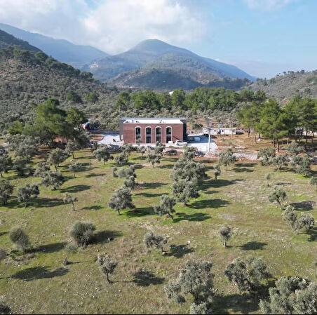Milas Memecik Erken Hasat Soğuk Sıkım Zeytinyağı Yeşil Seri Dengeli Meyvemsi %0.2 Asit 250 ml