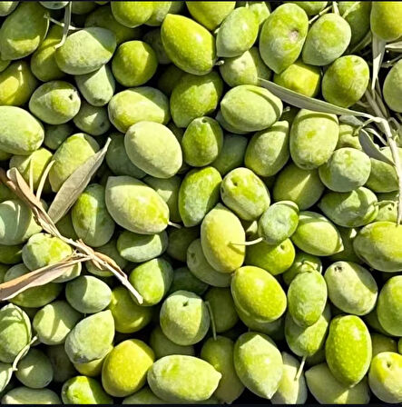 Hediyelik Milas Memecik Erken Hasat Soğuk Sıkım Zeytinyağı Yeşil Seri Dengeli Meyvemsi 100 ml 3lü
