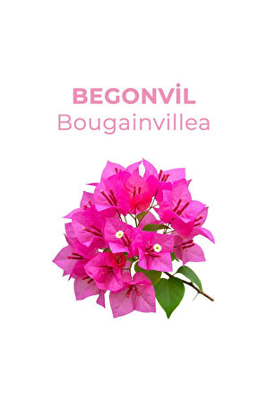 And You Cologne Begonvil Kolonya 200 ml