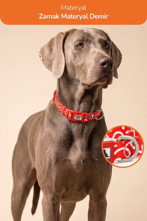 Köpekler İçin Dayanıklı Ve Güvenli, Desenli Boyun Tasması ( 25mm )