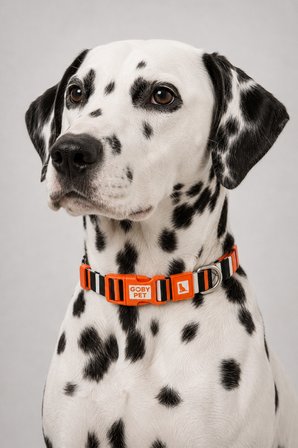 Köpekler İçin Dayanıklı Ve Güvenli, Desenli Boyun Tasması ( 25mm )