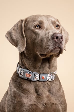 Köpekler İçin Dayanıklı Ve Güvenli, Desenli Boyun Tasması ( 25mm )