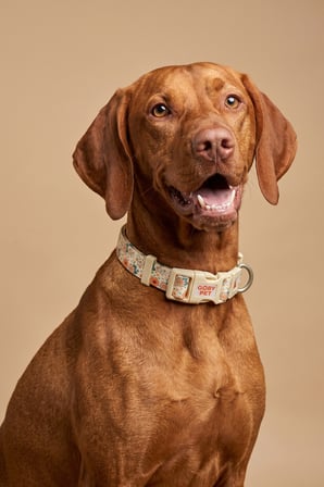 Köpekler İçin Dayanıklı Ve Güvenli, Desenli Boyun Tasması ( 25mm )