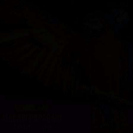 Delta Rasyon Macaw Papağanı Tam Yemi Ekstruder 10 kg
