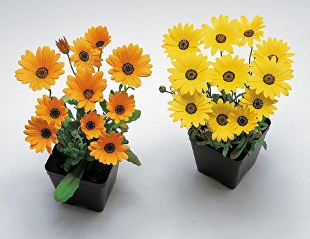 Sarı Golden Yellow Afrika Papatyası Çiçeği Tohumu(30 tohum)