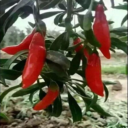 Tüplü Nq9 Goji Berry Kurt Üzümü Fidanı(Sınırlı Sayıda)
