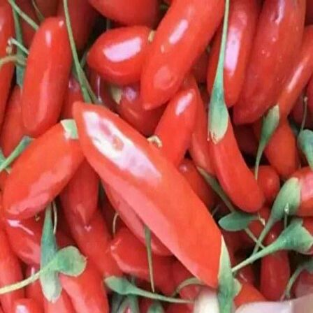 Tüplü Nq9 Goji Berry Kurt Üzümü Fidanı(Sınırlı Sayıda)