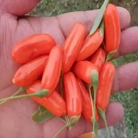 Tüplü Princess Tao Etli  Goji Berry Kurt Üzümü Fidanı(Sınırlı Sayıda)