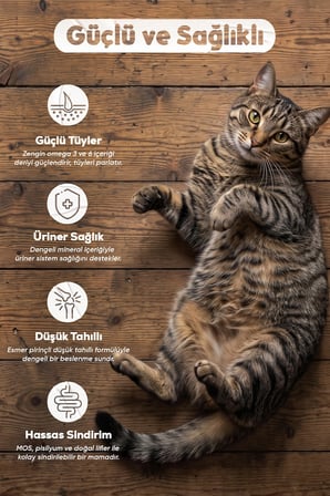 Petissimo Gourmet Gerçek Somonlu Premium Yetişkin Kedi Maması 2,5 Kg - Kısırlaştırılmış, Düşük Tahıllı