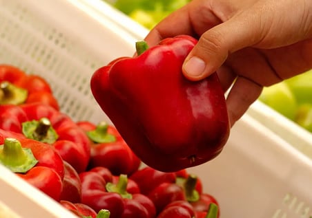 Hasanbey Kırmızı Kaliforniya Biberi 1 Kg