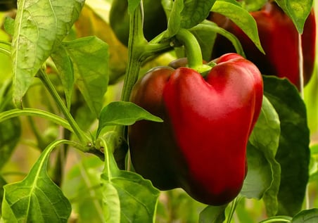 Hasanbey Kırmızı Kaliforniya Biberi 1 Kg