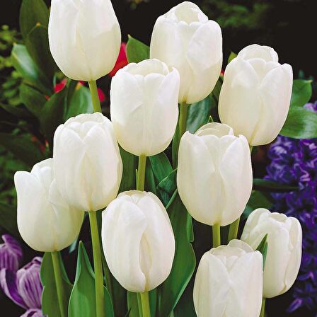 Beyaz White Heaven Lale Soğanı (5 adet)