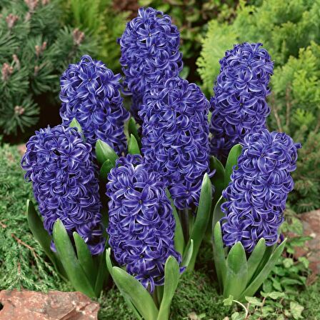 Blue Pearl Sümbül Hyacinthus Soğanı (3 adet)