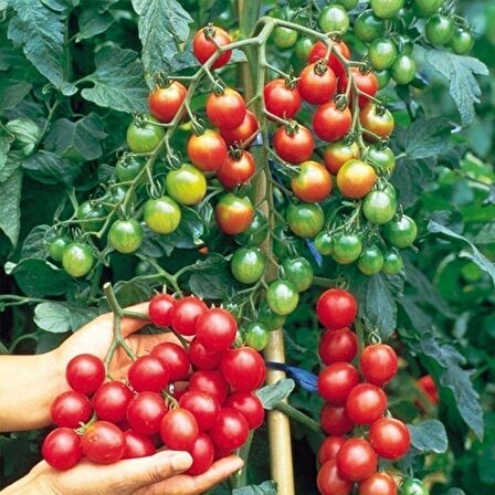Doğal Kokteyl  Sırık Domates Fidesi (5 adet)