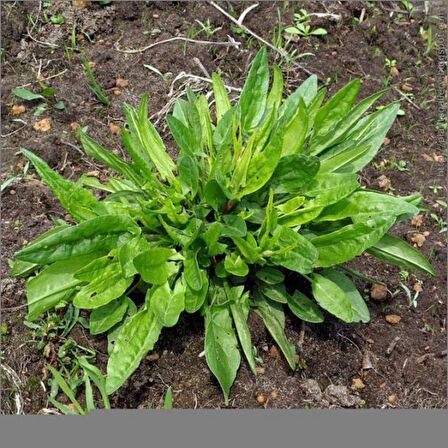 Geniş Yapraklı Kuzu Kulağı Fidesi (5 adet)