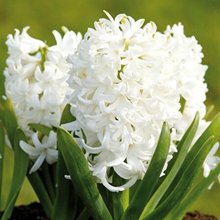 Hyacinthus Aiolos Beyaz Sümbül Soğanı (3 adet)