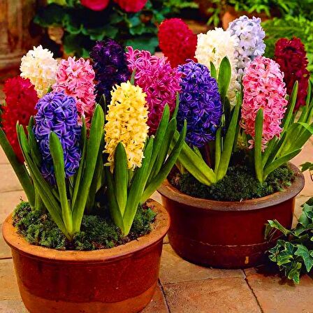 Karışık Renkli Mix Sümbül Hyacinthus Soğanı (3 adet)