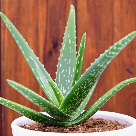 Tüplü Aloe Vera (Sarı Sabır) Fidanı