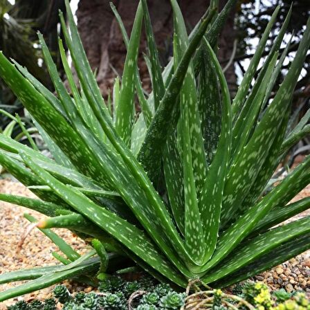 Tüplü Aloe Vera (Sarı Sabır) Fidanı