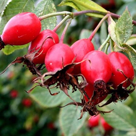 Tüplü Anadolu Dikenli Kuşburnu Fidanı
