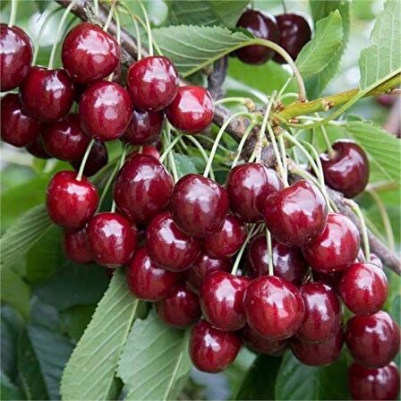 Tüplü Aromalı Yüksek Verimli Yarı Bodur Regina (Rejina) Kiraz Fidanı