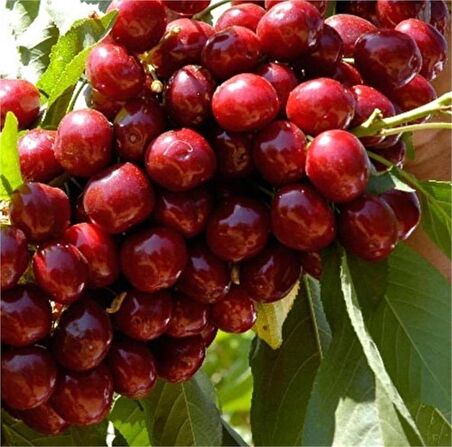 Tüplü Aromatik Bol Verimli Yarı Bodur Lapins Kiraz Fidanı