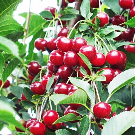 Tüplü Aromatik Kendine Verimli Yarı Bodur Kütahya Vişne Fidanı