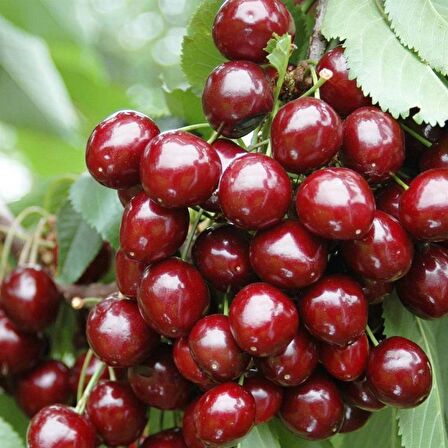 Tüplü Aromatik Kendine Verimli Yarı Bodur Stella Kiraz Fidanı