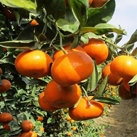 Tüplü Aşılı Aromatik Bol Verimli Yarı Bodur Nova Mandalina Fidanı