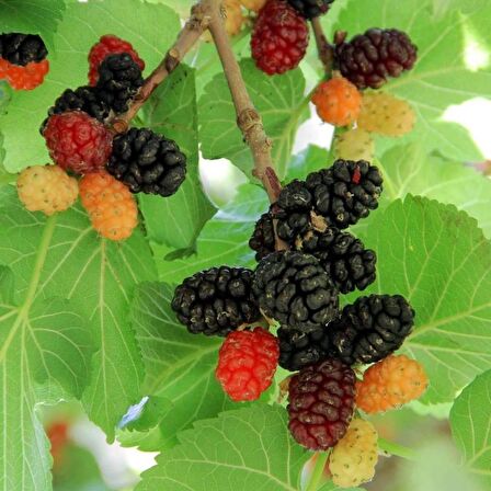 Tüplü Aşılı Aromatik Ekşi Kara Dut Fidanı (100-200 cm) 4 Yaş