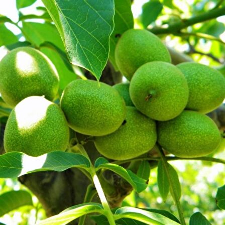 Tüplü Aşılı Bol Verimli Fernor Ceviz Fidanı