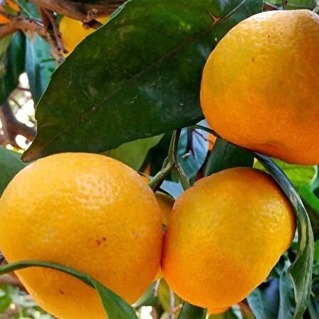 Tüplü Aşılı Bol Verimli Primasol Mandalina Fidanı