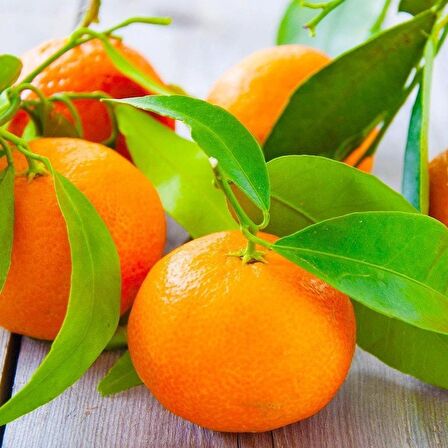 Tüplü Aşılı Bol Verimli Rize Satsuma Mandalina Fidanı