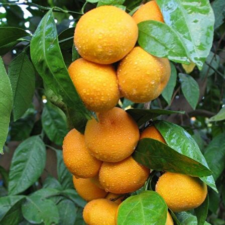 Tüplü Aşılı Erkenci Verimli Early N Mandalina Fidanı