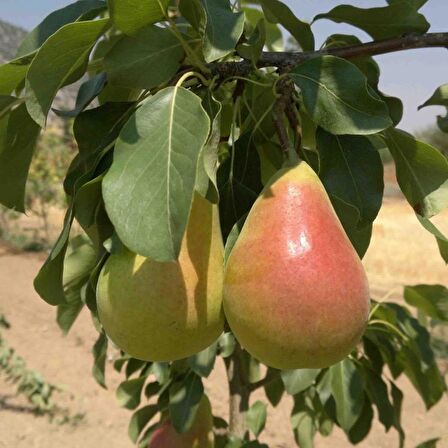 Tüplü Aşılı Erkenci Yarıbodur Etrusca (Etruşka) Armut Fidanı