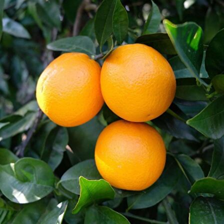 Tüplü Aşılı Leziz Bol Verimli Valencia Portakal Fidanı