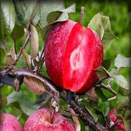 Tüplü Aşılı Özel Üretim İçi Dışı Kırmızı Elma Fidanı